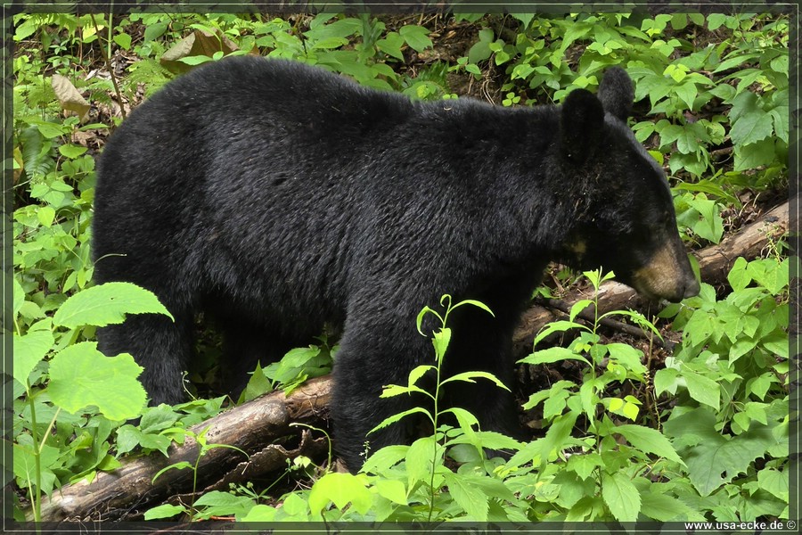 GSMNP_CadesCove_2026_054