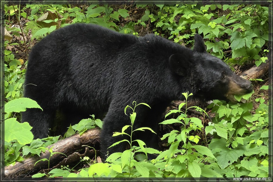 GSMNP_CadesCove_2026_055