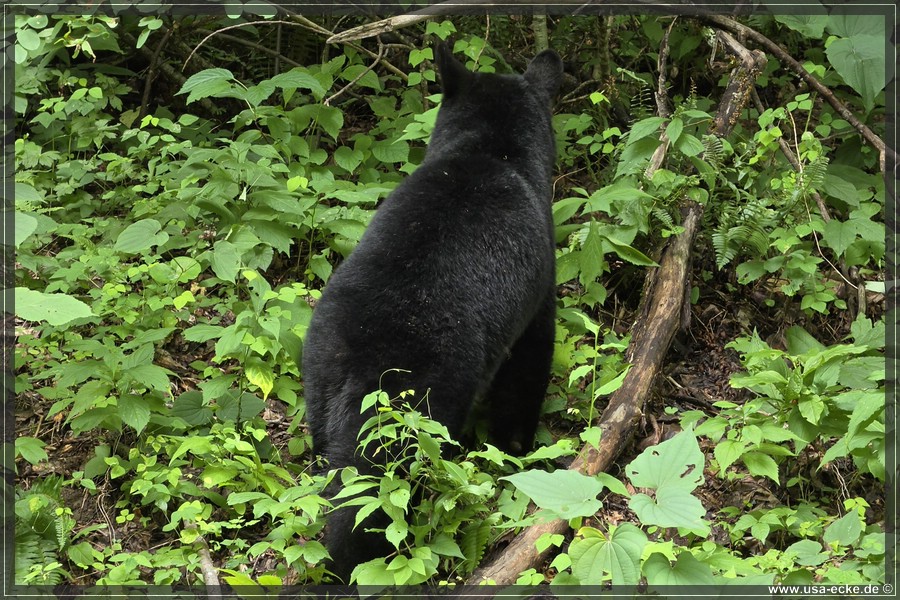 GSMNP_CadesCove_2026_056
