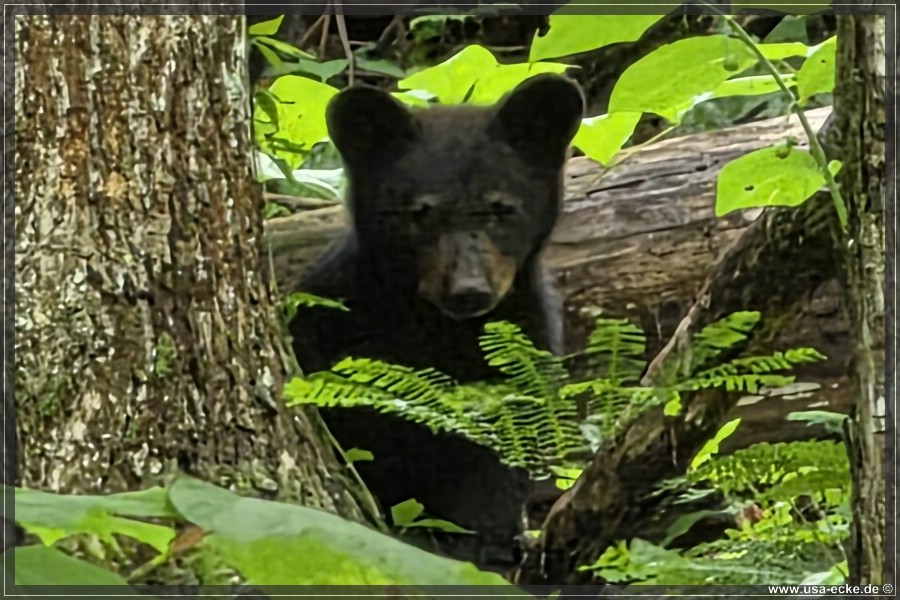 GSMNP_CadesCove_2026_057