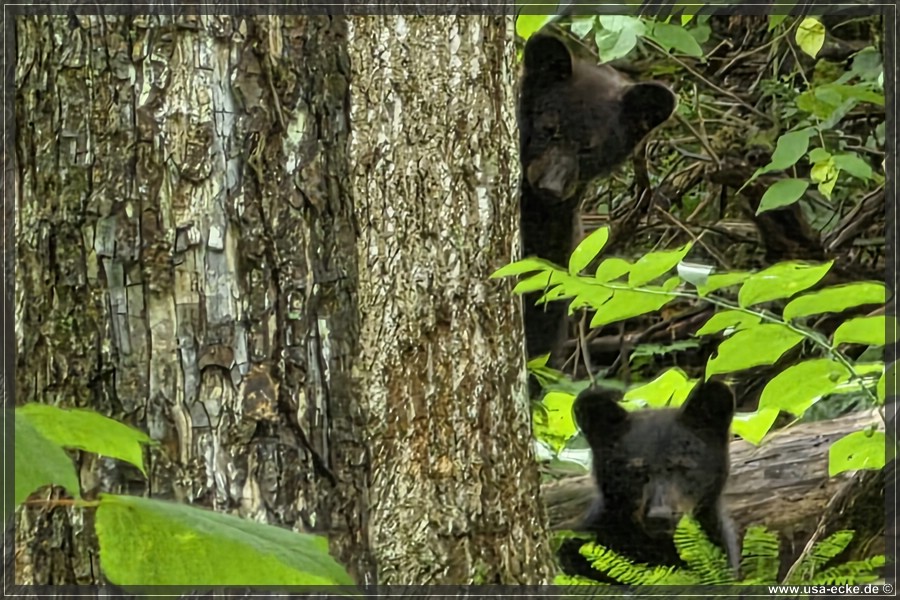 GSMNP_CadesCove_2026_058