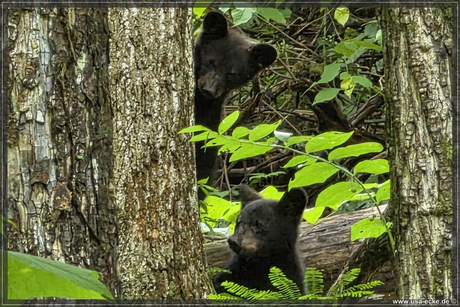 GSMNP_CadesCove_2026_059