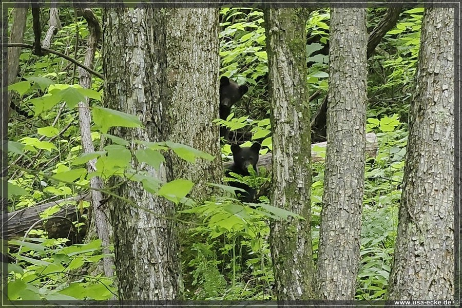GSMNP_CadesCove_2026_060