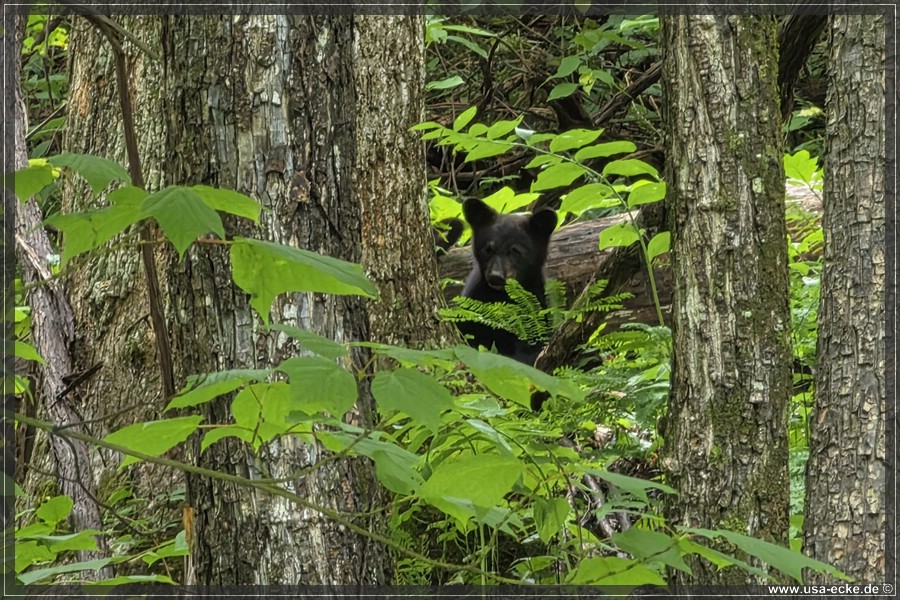 GSMNP_CadesCove_2026_062