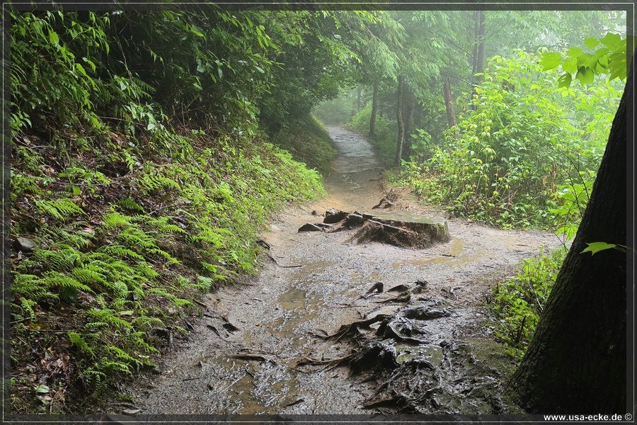 GSMNP_Cherokee_2026_029