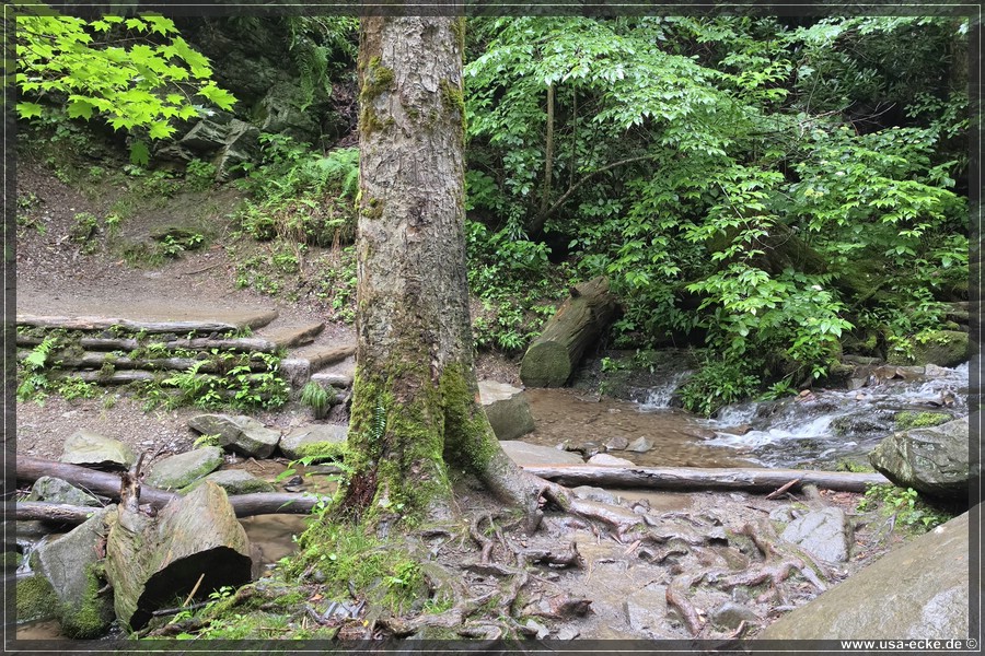 GSMNP_Cherokee_2026_036