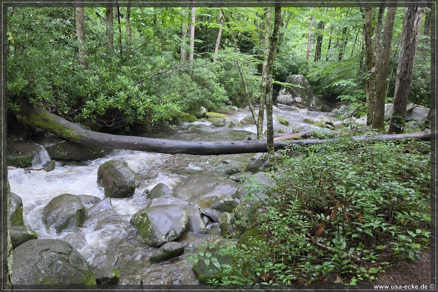 GSMNP_Cherokee_2026_051