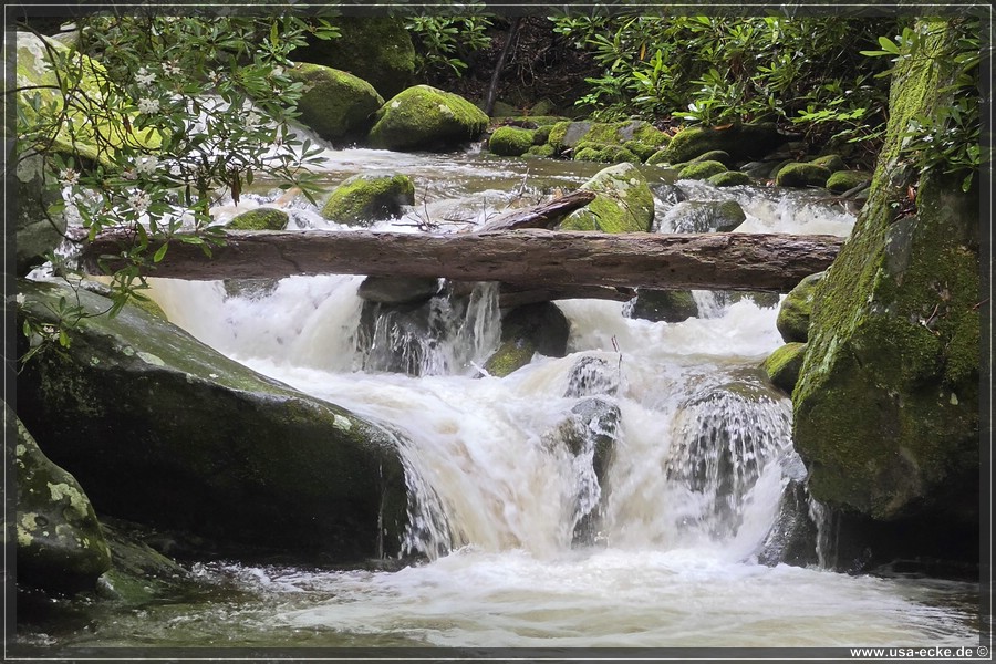 GSMNP_Cherokee_2026_054