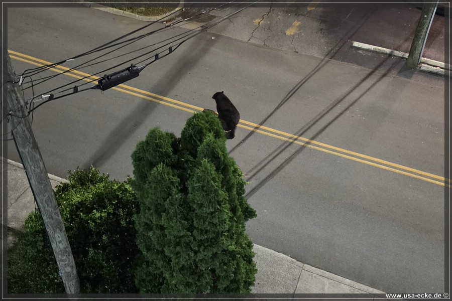 Gatlinburg_Bear_Downtown_2026_001