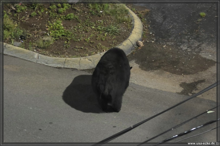 Gatlinburg_Bear_Downtown_2026_002