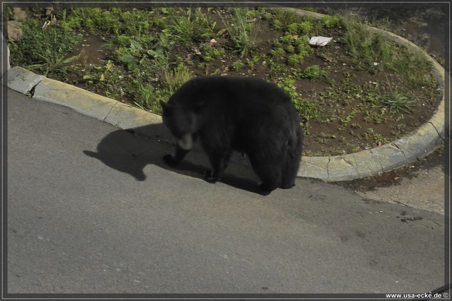 Gatlinburg_Bear_Downtown_2026_003