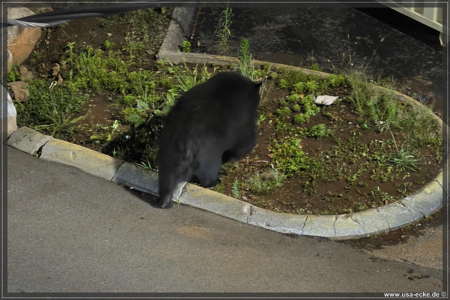 Gatlinburg_Bear_Downtown_2026_004