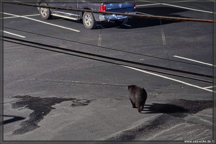 Gatlinburg_Bear_Downtown_2026_005