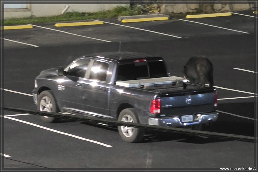 Gatlinburg_Bear_Downtown_2026_006