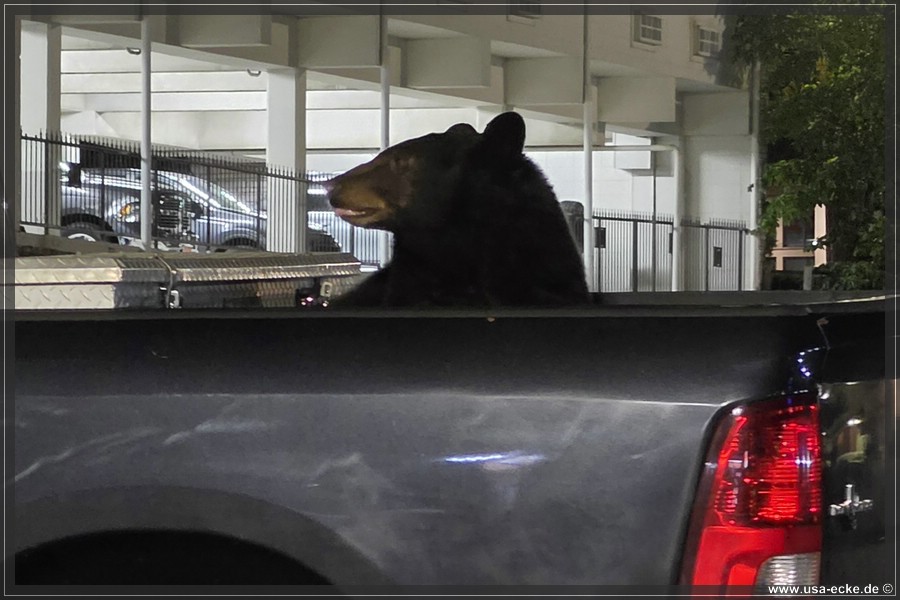 Gatlinburg_Bear_Downtown_2026_012
