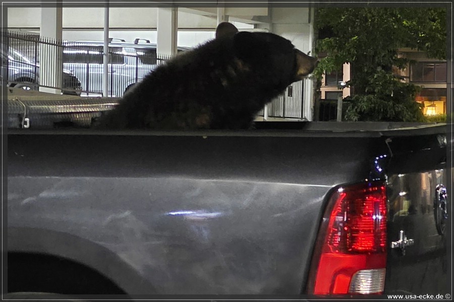 Gatlinburg_Bear_Downtown_2026_014