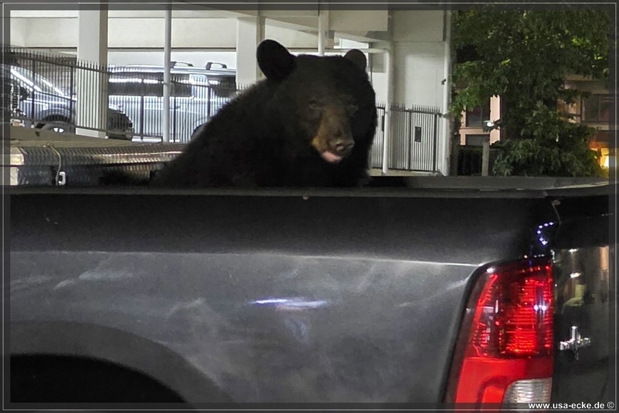 Gatlinburg_Bear_Downtown_2026_015