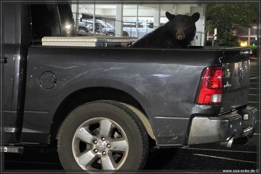 Gatlinburg_Bear_Downtown_2026_018