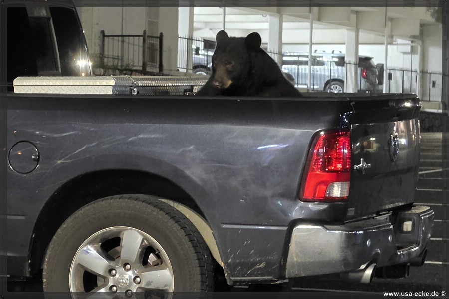 Gatlinburg_Bear_Downtown_2026_023