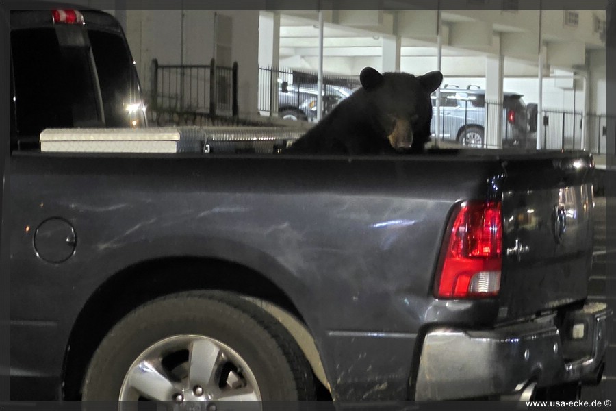 Gatlinburg_Bear_Downtown_2026_024