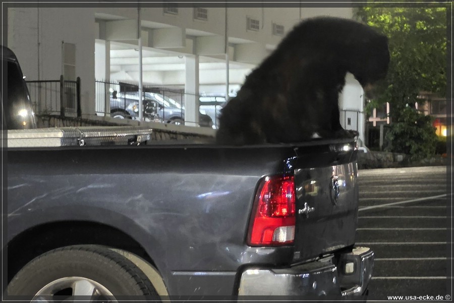 Gatlinburg_Bear_Downtown_2026_025