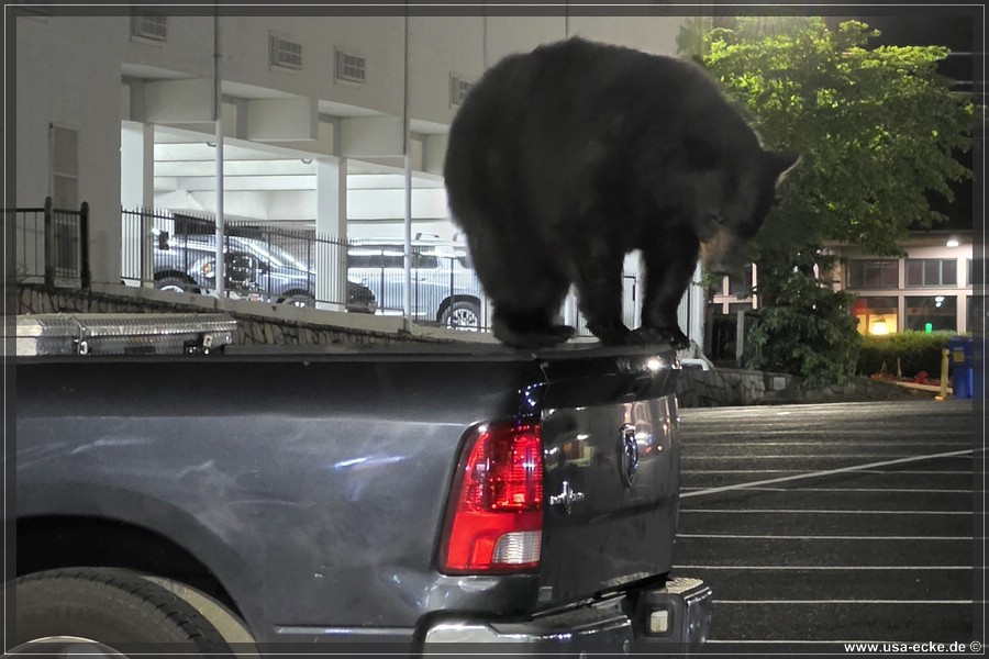 Gatlinburg_Bear_Downtown_2026_026