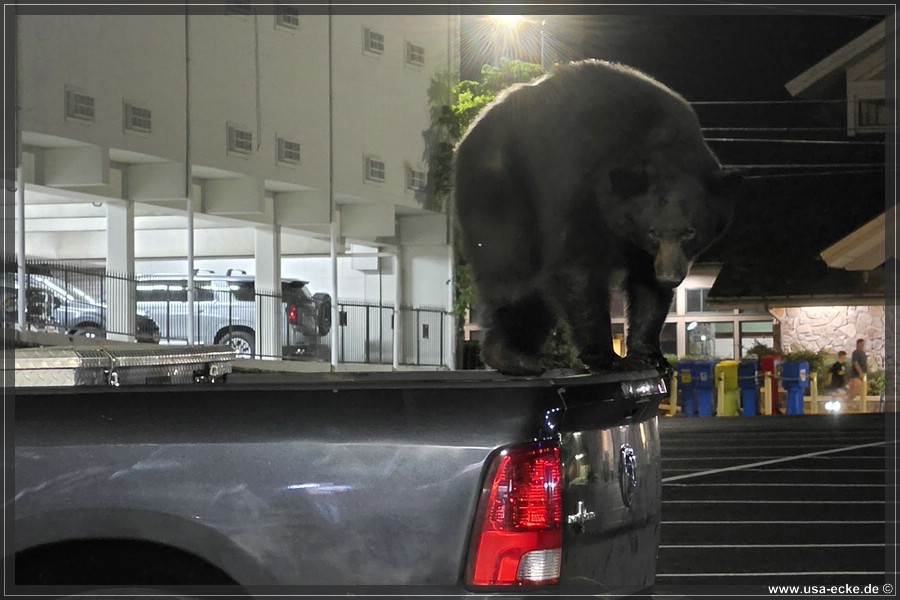 Gatlinburg_Bear_Downtown_2026_027