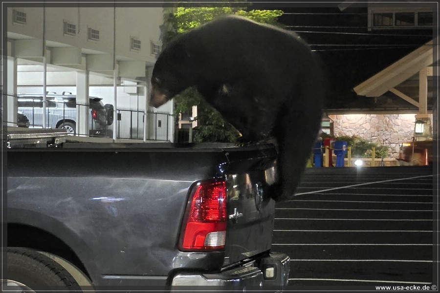 Gatlinburg_Bear_Downtown_2026_028