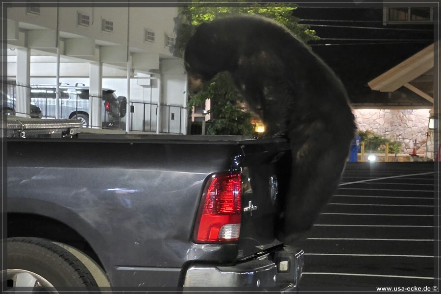 Gatlinburg_Bear_Downtown_2026_029
