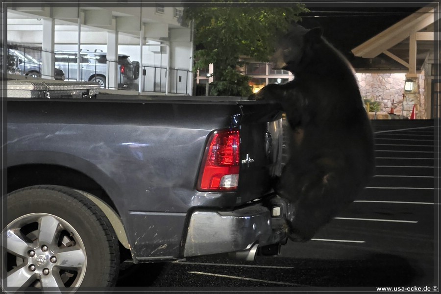 Gatlinburg_Bear_Downtown_2026_031
