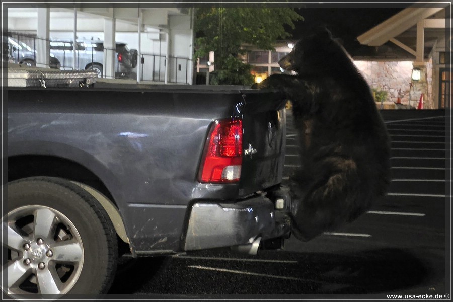 Gatlinburg_Bear_Downtown_2026_032