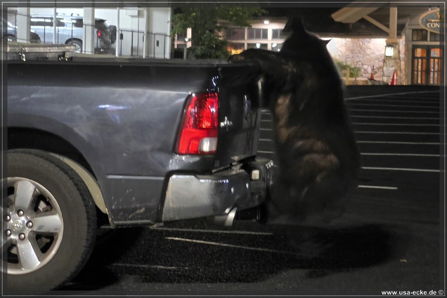 Gatlinburg_Bear_Downtown_2026_033