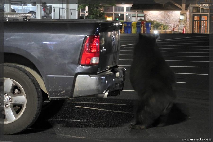 Gatlinburg_Bear_Downtown_2026_034