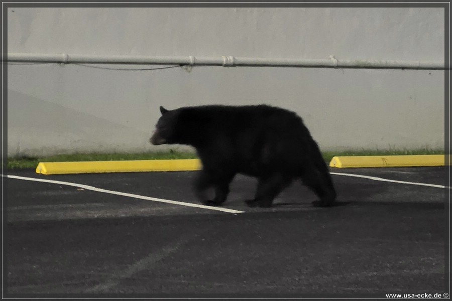 Gatlinburg_Bear_Downtown_2026_035
