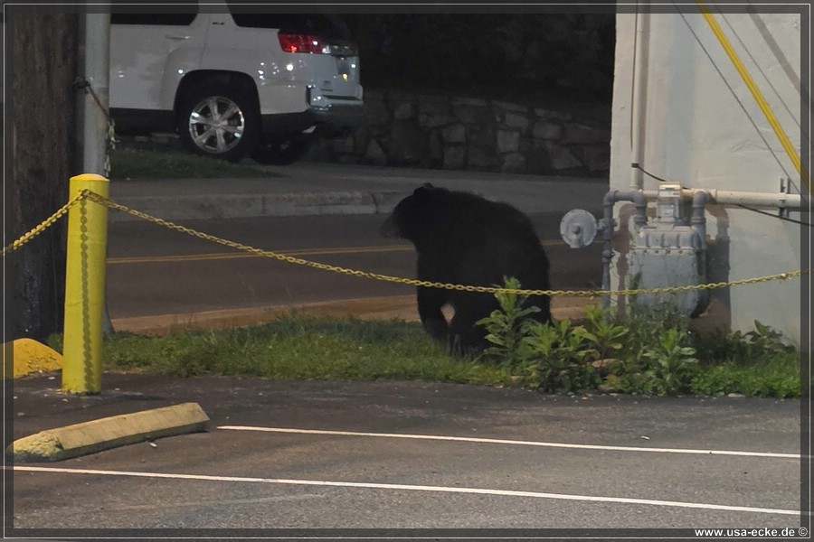 Gatlinburg_Bear_Downtown_2026_037