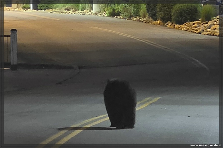 Gatlinburg_Bear_Downtown_2026_038