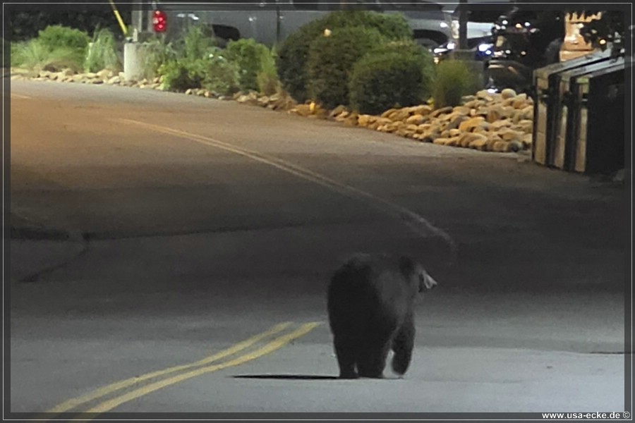 Gatlinburg_Bear_Downtown_2026_039