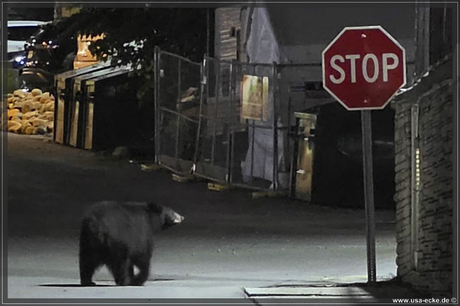 Gatlinburg_Bear_Downtown_2026_041