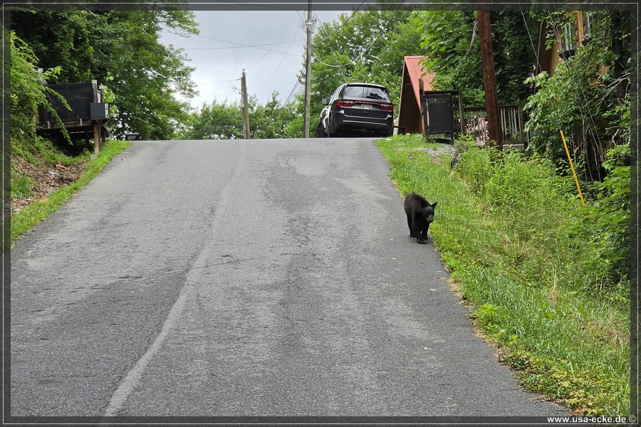 Gatlinburg_Bears_Part1_2026_002