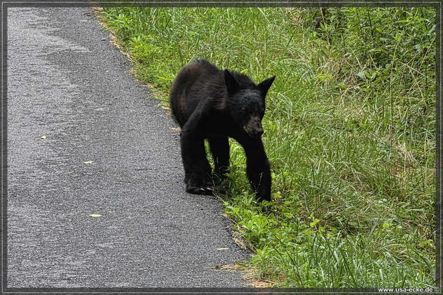 Gatlinburg_Bears_Part1_2026_003