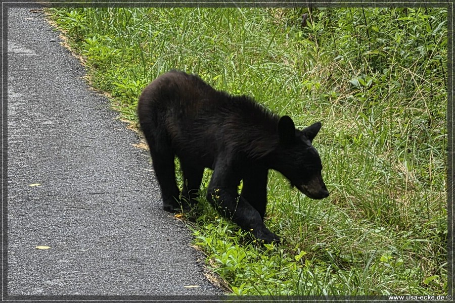 Gatlinburg_Bears_Part1_2026_004