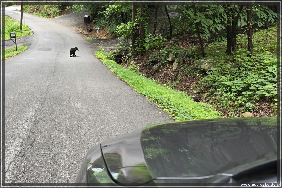 Gatlinburg_Bears_Part1_2026_005