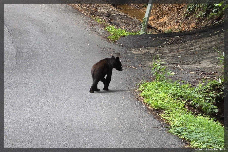 Gatlinburg_Bears_Part1_2026_006