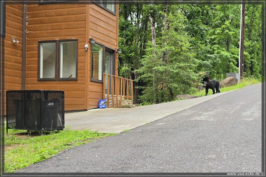 Gatlinburg_Bears_Part1_2026_007