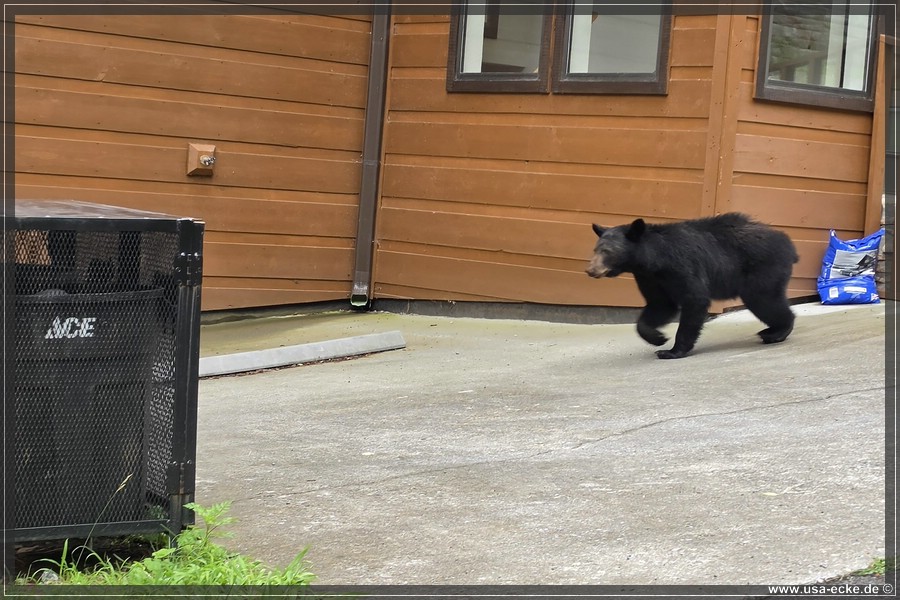 Gatlinburg_Bears_Part1_2026_008