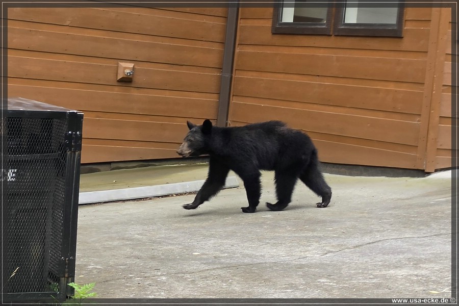 Gatlinburg_Bears_Part1_2026_009