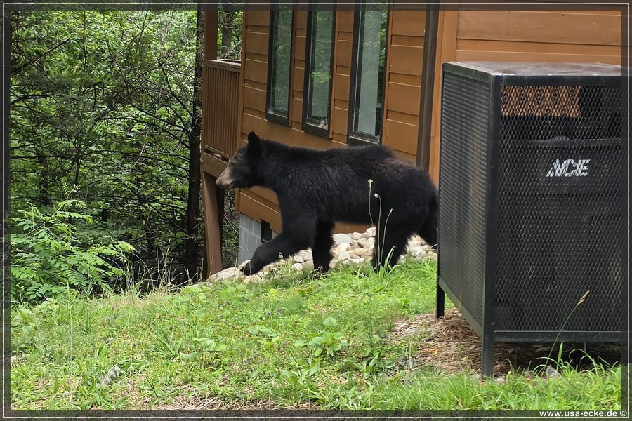 Gatlinburg_Bears_Part1_2026_010