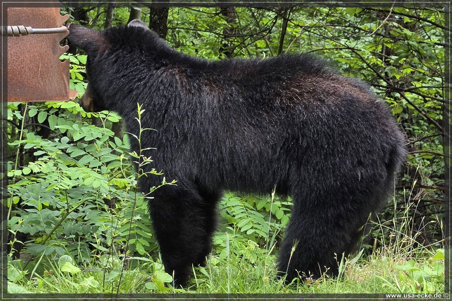 Gatlinburg_Bears_Part1_2026_011