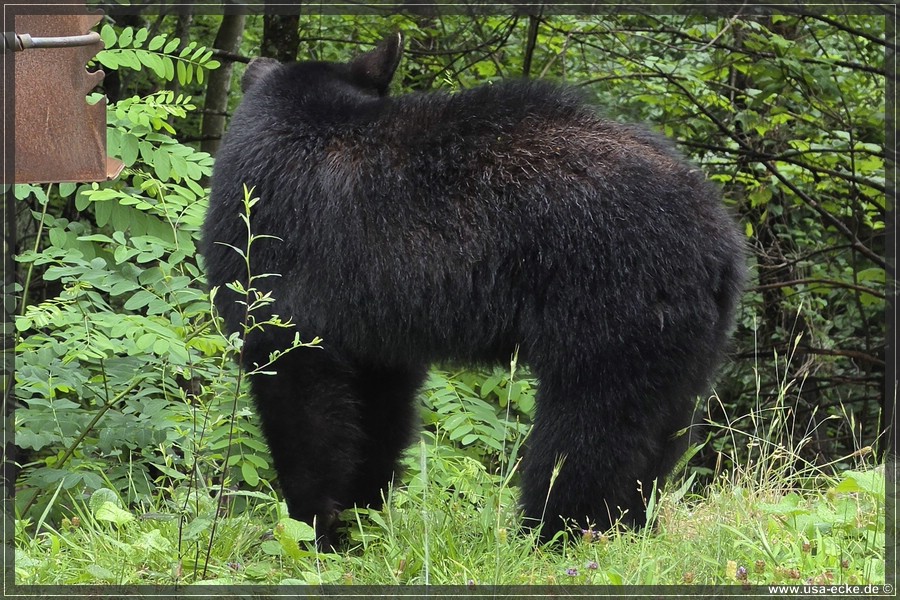 Gatlinburg_Bears_Part1_2026_012