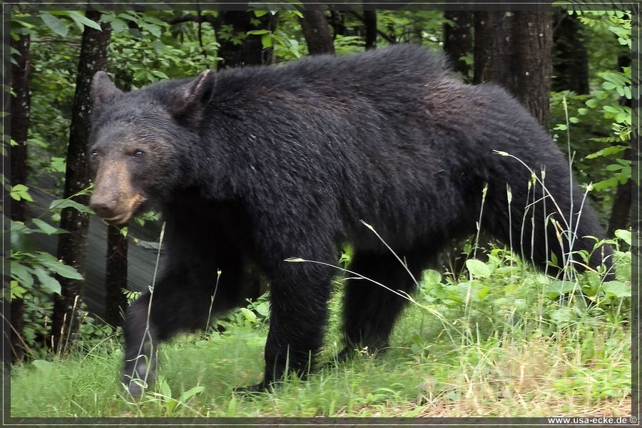 Gatlinburg_Bears_Part1_2026_013